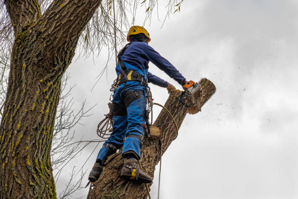 Best Tree Trimming and Pruning  in Dundas, MN