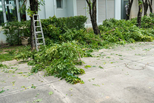 Best Storm Damage Tree Cleanup  in Dundas, MN