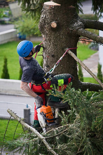 Dundas, MN  Tree Services Company